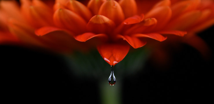 water drop on red gerbera daisy with black background