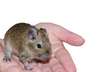 Squirrel degu in female hands on a white background. Pets.
