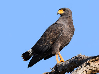Cuban Black Hawk Portrait on Blue Sky