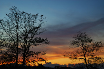 夕暮れ　空　木　素材