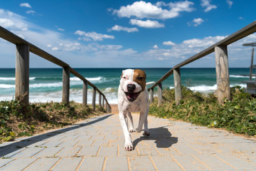 Playful dog by the sea, Sydney Australia