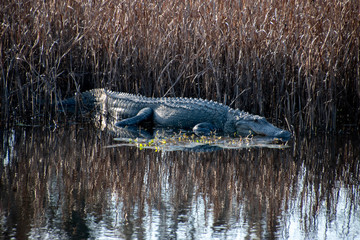 A large Alligator sun bathing in a South Carolina Swamp