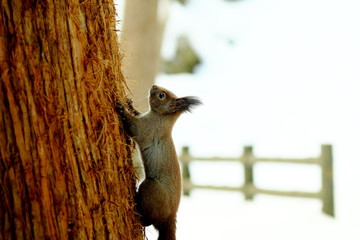 円山のエゾリス
