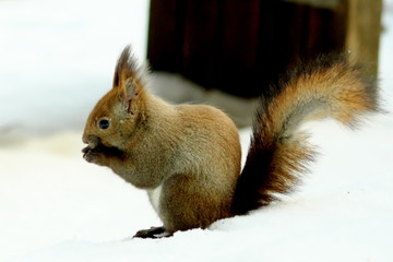 円山のエゾリス