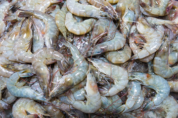 Live chilled shrimp all over the bucket in seafood market.