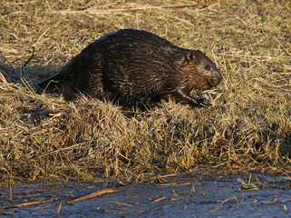 A North American Beaver (Castor canadensis) on the shore of a pond in Kitchener, Ontario, Canada..