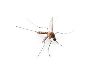 Mosquito isolated on white background