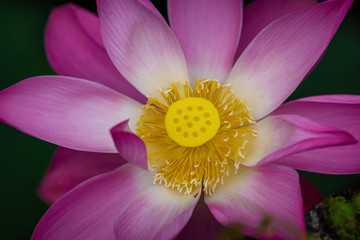 Lotus flower and leaves at Ulun Danu Beratan Temple. Beautiful sunrise