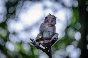 A monkey in Monkey Mountain, Bali, Indonesia