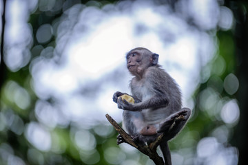 A monkey in Monkey Mountain, Bali, Indonesia