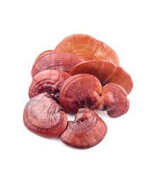 Lingzhi Mushroom Ganoderma Lucidum Isolated on white background