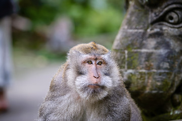 A monkey in Monkey Mountain, Bali, Indonesia