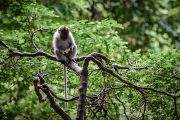 A monkey in Monkey Mountain, Bali, Indonesia