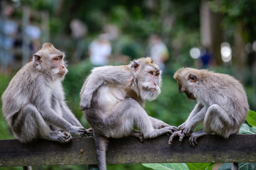 A monkey family in Monkey Mountain, Bali, Indonesia