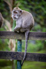 A monkey in Monkey Mountain, Bali, Indonesia
