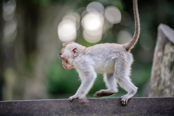 A monkey in Monkey Mountain, Bali, Indonesia