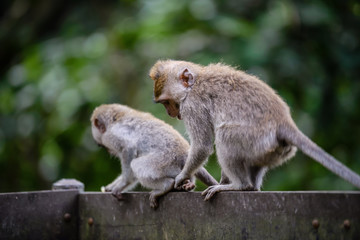 A monkey couple in Monkey Mountain, Bali, Indonesia