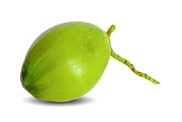 water drop green coconut isolated on white background