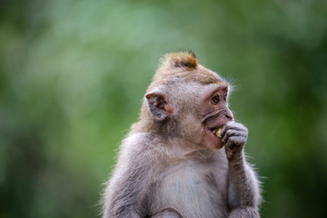 A monkey in Monkey Mountain, Bali, Indonesia