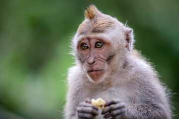 A monkey in Monkey Mountain, Bali, Indonesia