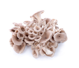 Eryngii mushroom or King oyster mushroom on a white background