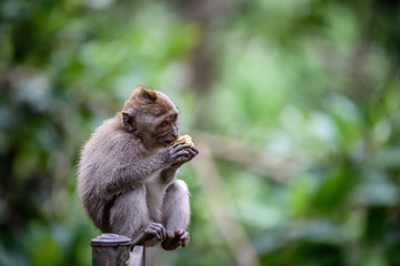 A monkey in Monkey Mountain, Bali, Indonesia © Huntergol