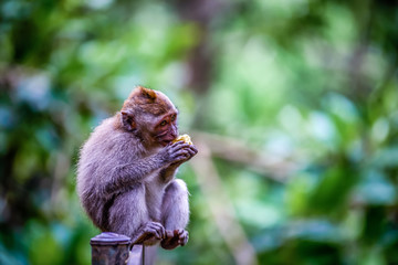Naklejka na ściany i meble A monkey in Monkey Mountain, Bali, Indonesia