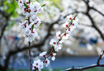 Blossoming cherry trees in spring. Sakura branches with sunlight. Nature background. Selective focus on buds.