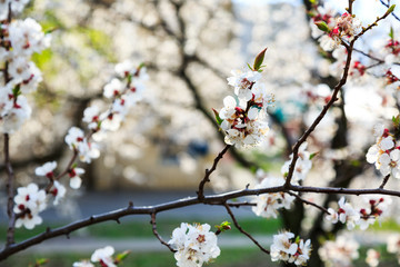 Blossoming cherry trees in spring. Sakura branches with sunlight. Nature background	