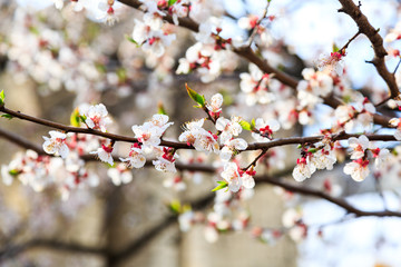Blossoming cherry trees in spring. Sakura branches with sunlight. Nature background. Selective focus on buds.