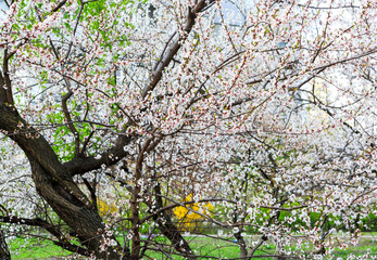 Blossoming cherry trees in spring. Sakura branches with sunlight. Nature background. Selective focus on buds.