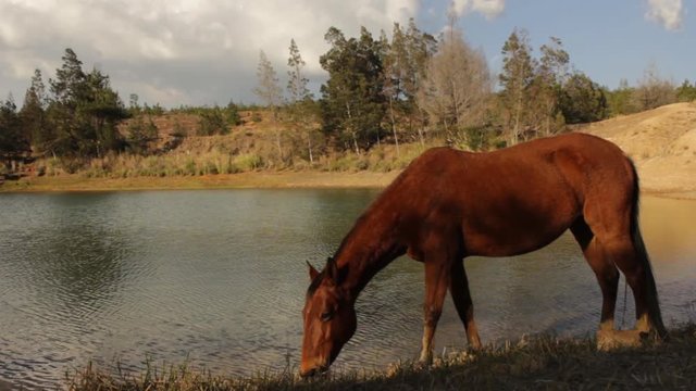 Horse drinking water from a lake in the colombian Andes.