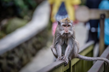 A monkey in Monkey Mountain, Bali, Indonesia