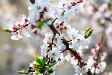 Blossoming cherry trees in spring. Sakura branches with sunlight. Nature background. Selective focus on buds.