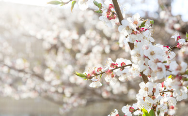Blossoming cherry trees in spring. Sakura branches with sunlight. Nature background. Selective focus on buds.