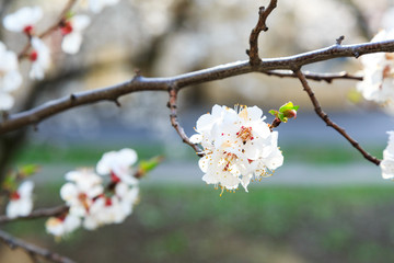 Blossoming cherry trees in spring. Sakura branches with sunlight. Nature background. Selective focus on buds.