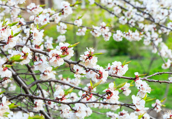Blossoming cherry trees in spring. Sakura branches with sunlight. Nature background. Selective focus on buds.