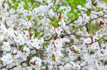 Blossoming cherry trees in spring. Sakura branches with sunlight. Nature background. Selective focus on buds.
