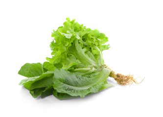 Bok choy vegetable isolated on the white background.