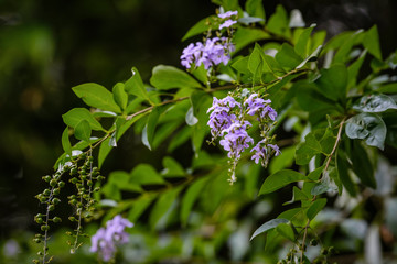 Flower blossoms in a temple during early morning in Bali. Indonesia