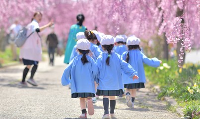 春・桜・散歩の園児