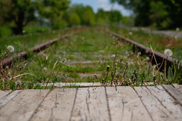 Wooden crosswalk across railroad. A focus on the foreground. Dandelions grows along the crosswalk. Smooth background with green trees.