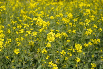 Mustard  Flower in Mustard Field in India