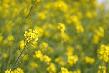 Mustard  Flower in Mustard Field in India