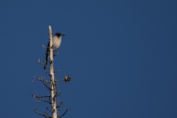 Western Scrub Jay in Tree Top