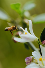Obraz na płótnie Canvas Honey bee on flower