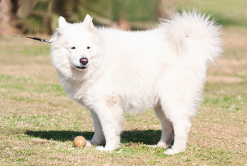 Big fluffy white dog on a walk in the park