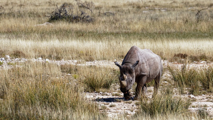White rhino walking head on, Etosha National Park, Namibia, Africa.