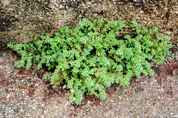 Rockweed Plant Growing On Concrete
