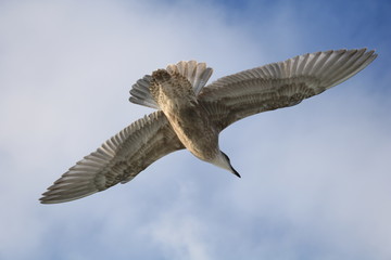 Obraz premium カモメ